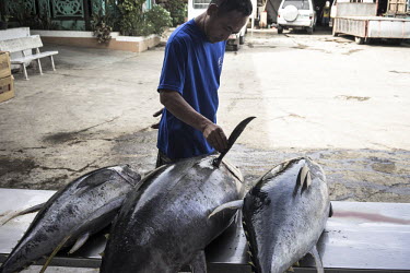 A worker checks the sustainably caught yellowfin tuna as it is received at the 'Casa', a tuna buying facility in Puerto Princesa.