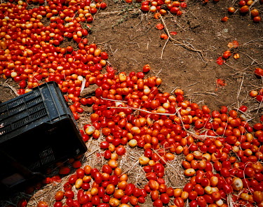 Harvesting tomatoes in a field near Chokwe, a small agricultural town.
