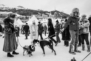 Visitor and their dogs during a break at an international tournament of Snowpolo.