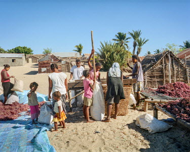 Villagers compressing seaweed into bags after being dried for several days in the sun. They will then be sold to  the Indian Ocean Trepang (IOT), a sea cucumber aquaculture company), providing an impo...