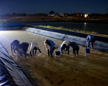 Employees from Indian Ocean Trepang (IOT), a sea cucumber aquaculture company), working at night to collect sea cucumber larva from one of the company's ponds. They are kept in bags of sea water and c...