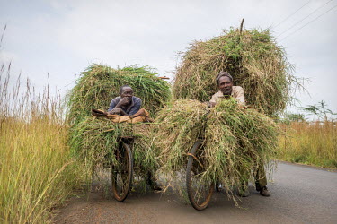 Laban Njoroge, 42 years old (left), has 3 children and is a small scale farmer. He transports grass for his three cows. He pays 100 Ksh (GBP 0.89) for the grass which he must cut himself. He also coll...