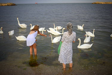 A young woman and her grandmother feed swans that have swum up to the shore at Mangalia. They usually live along the freshwater shores of the Danube but sometimes migrate along the coast to southern R...