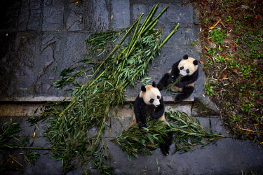 Captive born pandas eat bamboo in their enclosure at the Bifengxia Panda Base.