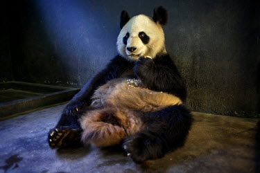 A captive bread panda eats specially made bread, that includes nutrients not provided in bamboo, in its enclosure at the Hetaoping Panda Conservation Centre.