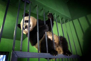 A captive bread panda plays in its enclosure at the Hetaoping Panda Conservation Centre.