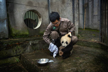 A researcher cleans milk off a a baby captive born panda after feeding it as it's mother looks on, in its enclosure at the Bifengxia Panda Base. Pandas often have twins but are unable to look after mo...