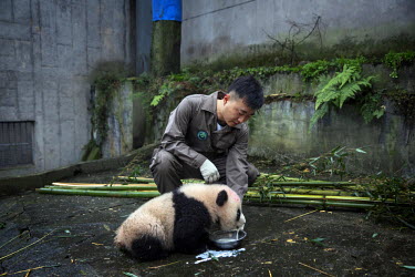 A researcher feeds milk to a baby captive born panda in its enclosure at the Bifengxia Panda Base. Pandas often have twins but are unable to look after more than one newborn cub so researchers take ca...