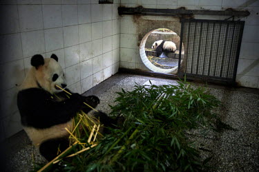A baby captive born panda plays as its mother eats bamboo in its enclosure at the Bifengxia Panda Base. Pandas often have twins but are unable to look after more than one newborn cub so researchers ta...