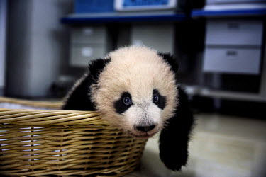 A baby captive born panda rests after feeding time in the nursery at the Bifengxia Panda Base. Pandas often have twins but are unable to look after more than one newborn cub so researchers take care o...