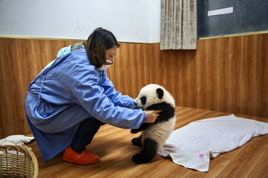 A researchers plays with baby captive born pandas after feeding them in the nursery at the Bifengxia Panda Base. Pandas often have twins but are unable to look after more than one newborn cub so resea...