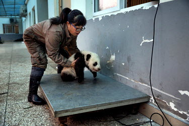 A researchers weighs a four month old, baby captive born panda at the Bifengxia Panda Base. Pandas often have twins but are unable to look after more than one newborn cub so researchers take care of a...