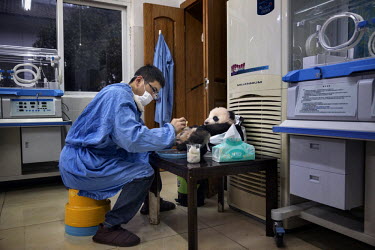 A researcher cleans and nurses a baby captive born panda in the nursery at the Bifengxia Panda Base. Pandas often have twins but are unable to look after more than one newborn cub so researchers take...