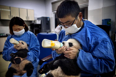Researchers feed baby captive born pandas in the nursery at the Bifengxia Panda Base. Pandas often have twins but are unable to look after more than one newborn cub so researchers take care of and nur...