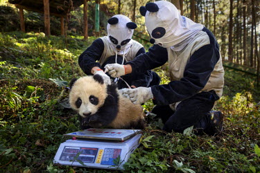 Researchers, dressed in a panda costumes, give a medical check to a four month old, female wild panda at the Hetaoping Panda Conservation Centre. The researchers wear the panda costumes to prevent the...