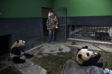 Researchers feed two year old captive bred pandas in their enclosure at the Hetaoping Panda Conservation Centre.