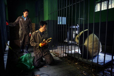 Researchers weigh a captive panda as part of an ongoing health monitoring program at the Hetaoping Panda Conservation Centre.