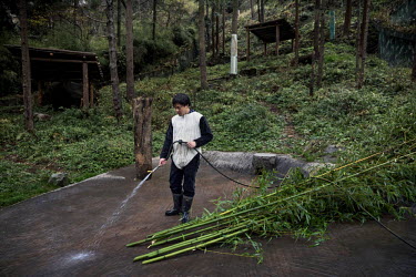 A researcher dressed in a panda costume washes and prepares bamboo for a wild panda in its enclosure at the Hetaoping Panda Conservation Centre. The researchers wear the panda costumes to prevent the...