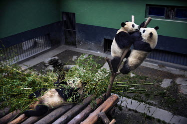 A captive panda (left) and her two young cubs eat and play in their enclosure at the Hetaoping Panda Conservation Centre.