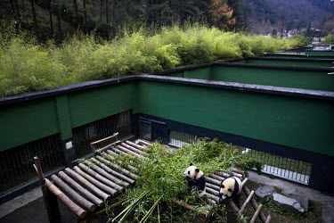 Captive pandas eat bamboo in their enclosure at the Hetaoping Panda Conservation Centre.