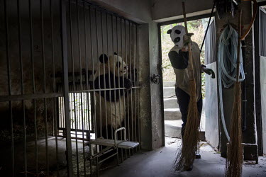 A researcher dressed in a panda costume cleans one of the wild panda enclosures at the Hetaoping Panda Conservation Centre. The researchers wear the panda costumes to prevent the wild pandas from beco...