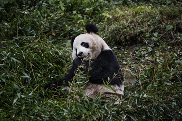 A wild panda eats bamboo in its enclosure at the Hetaoping Panda Conservation Centre.
