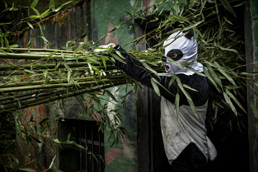 A researchers carries bamboo to feed to wild pandas at the Hetaoping Panda Conservation Centre. The researchers wear the panda costumes to prevent the wild pandas from becoming accustomed to humans.