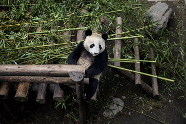 A captive bread panda plays in its enclosure at the Hetaoping Panda Conservation Centre.