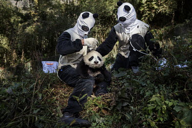 Researchers, dressed in a panda costumes, give a medical check to a four month old, female wild panda at the Hetaoping Panda Conservation Centre. The researchers wear the panda costumes to prevent the...