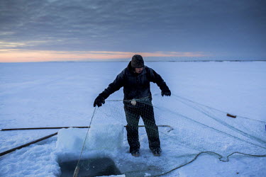 Andrew Ningealook, 26 years old, laying his fishing net under the ice through a hole that he has cut out in the ice. Alo0ng with his cousin, Thomas Eningowuk (32), they will leave the net for several...
