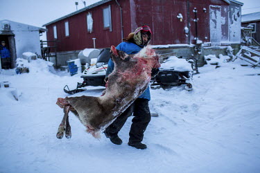 Fred Weyiouanna, 32 years old and a lifelong resident, carries a caribou carcass to the walk-in-freezer to store the meat for the upcoming season. Shishmaref is a barrier island with a population of l...