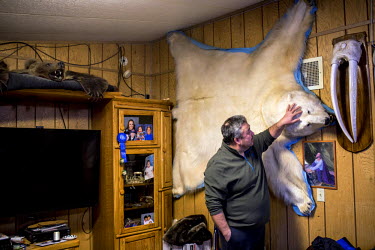 Dennis Sinnok, who was born in Anchorage but moved to Shishmaref when he was still a child, examines the polar bear skin mounted on the wall of his. He is an accomplished bear, wolf, seal and walrus h...