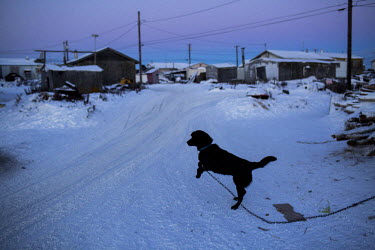 A dog tied to a chain outside a house. Most residents keep dogs, they live outside and are fed leftover seal meat if the hunt has provided enough. Shishmaref is a barrier island with a population of l...