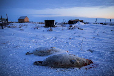 Two freshly caught seals lie in the freezing snow before being butchered. Seal is one of the primary sources of meat for the people of Shishmaref and their dogs. Shishmaref is a barrier island with a...