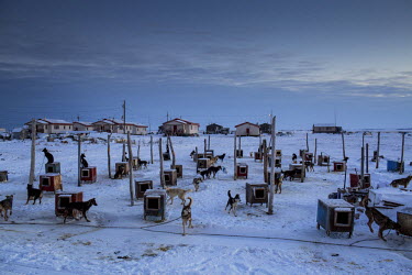 Sled dogs chained beside their kennels wait for their owners to feed them while at the same time keeping a curious lookout at the goings on around them. Shishmaref is a barrier island with a populatio...