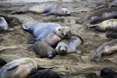 Northern Elepant Seals at the Piedras Blancas Elephant Seal Rookery along the Cabrillo Highway. Hunted nearly to extinction for their oil rich blubber, elephant seals have made a remarkable comeback....