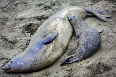 Northern Elepant Seals, a mother and its pup wallow on the sand at the Piedras Blancas Elephant Seal Rookery along the Cabrillo Highway which stretches along the coast of California. Hunted to near ex...