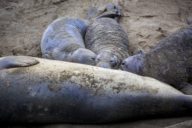 Northern Elepant Seals at the Piedras Blancas Elephant Seal Rookery along the Cabrillo Highway. Hunted nearly to extinction for their oil rich blubber, elephant seals have made a remarkable comeback....
