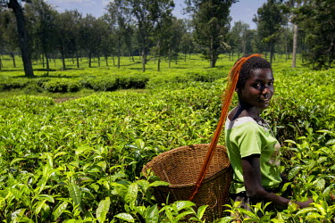 A woman picking tea leaves in a plantation in the Bukavu highland region.