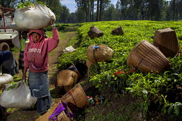 Tea pickers unload their leaves at a collection point in a plantation in the Bukavu highland region.