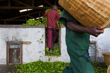 Tea workers unload leaves at the processing factory in a plantation in the Bukavu highland region.