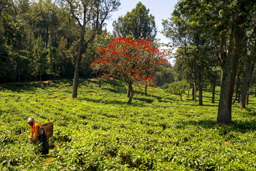 A woman picking tea leaves in a plantation in the Bukavu highland region.