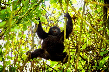 A young playful gorilla in Virunga National Park.
