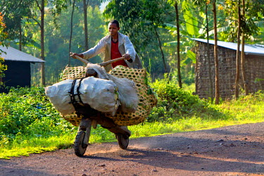 A man transports sacks of vegetables on a home-made wooden bicycle designed for maximum freight carryiong ability. The vehicle is pushed up hill and then free-wheels down the other side.
