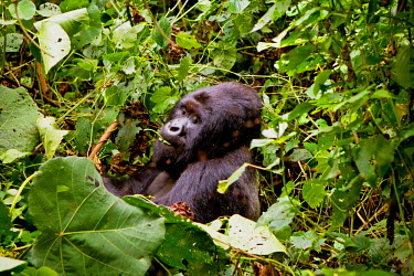 A Silverback gorilla in the Virunga National Park.