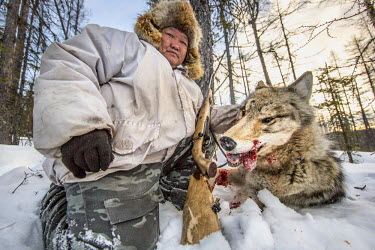 Ion Maxsimovic holds up the head of a wolf he has just shot.  An explosion of the wolf population has had a devastating impact on the reindeer herds that are the lifeblood for the indigenous Evenki pe...