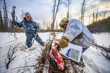 Yegor Dyachkovsky adds wood while hunter Ion Maxsimovic douses a wolf carcass with petrol as they prepare to burn the skinned remains of an animal they trapped and shot earlier. The temperatures are s...