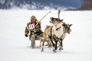 An Evenk man races a pair of reindeer at the annual Khatystyr reindeer festival. Evenki culture revolves around these animals, their livelihood and cultural identity hinging on their herds. An explosi...