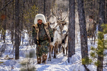 An Evenki man leads his reindeer through the forest. His herd is vulnerable to ever- increasing wolf attacks. All over eastern Siberia, wolves are migrating in huge numbers from the taiga forests out...