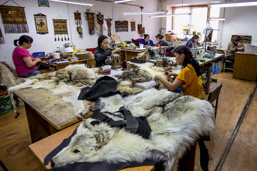 Women preparing wolf skins, for the clothing and rug making trade, at the government-owned Sakha Bult sorting facility.